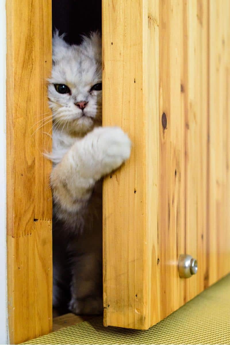 stop cat scratching door at night