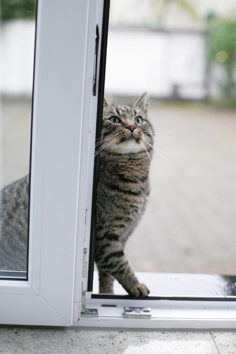 how to get my cat to stop scratching at the door
