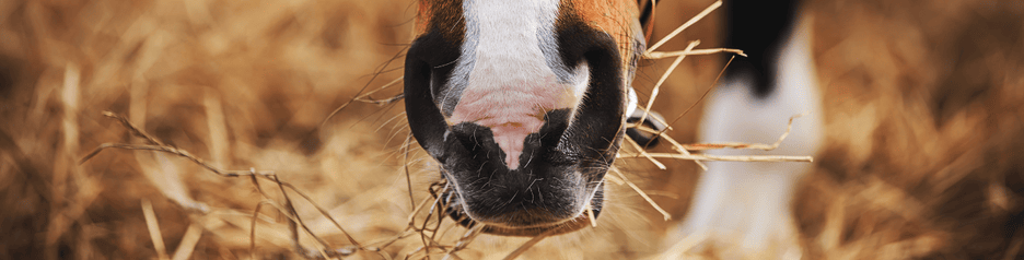 paard eet hooi en houdt zo de spijsvertering op gang