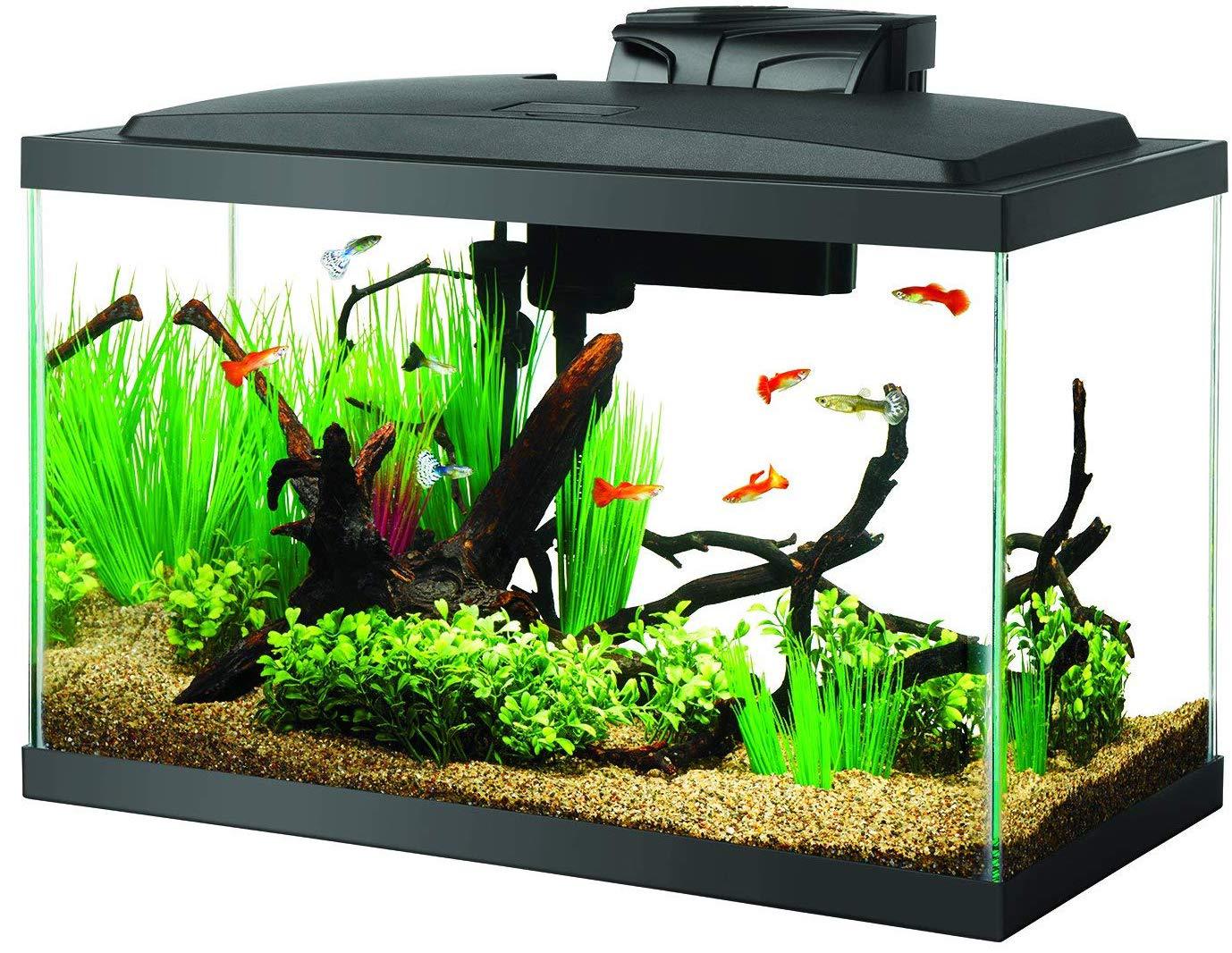 best self cleaning fish tank