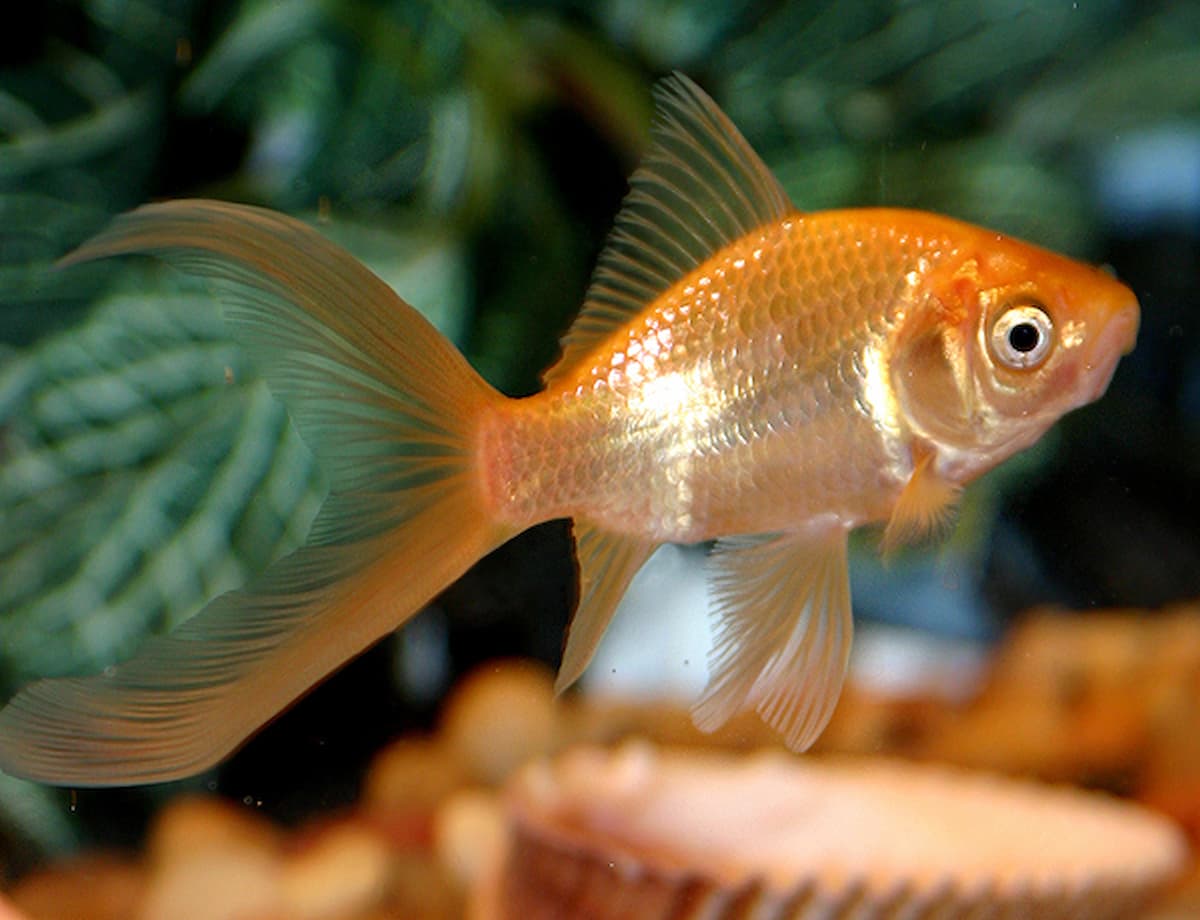 siamese doll goldfish