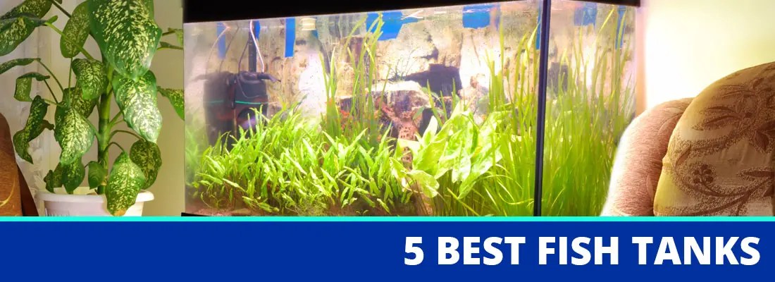 best fish tanks