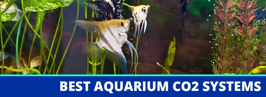 automatic co2 system aquarium