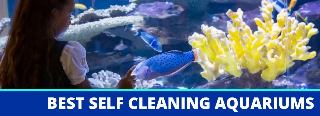 best self cleaning fish tank