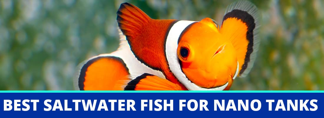 purchase saltwater fish