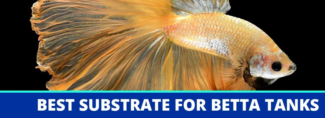 best substrate for betta fish