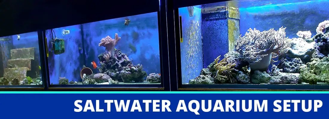 basic saltwater tank setup