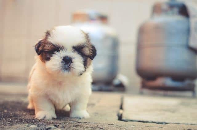 When Can Newborn Puppies Go Outside