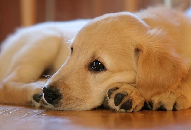 Are Golden Retrievers Good Apartment Dogs