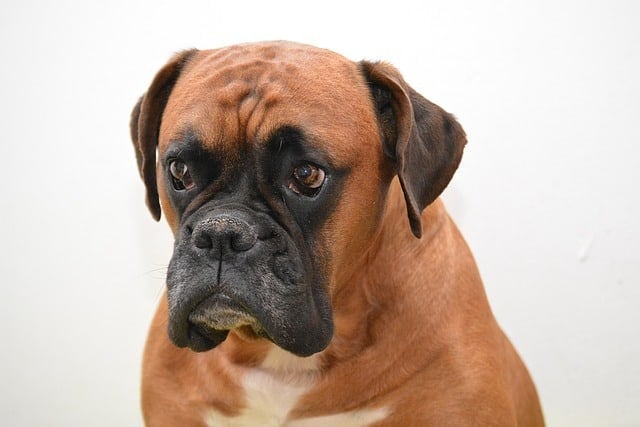Boxer Vs Golden Retriever What S The Best Choice For New Owners