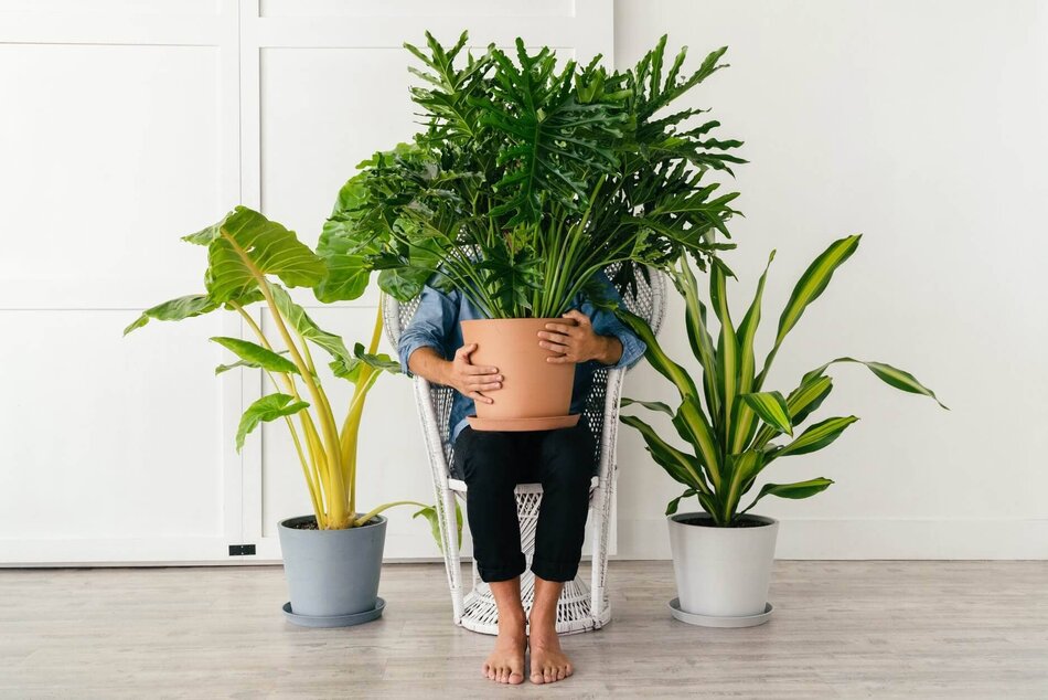 15 Best Options For Plant Delivery In Boston Ma Petal Republic