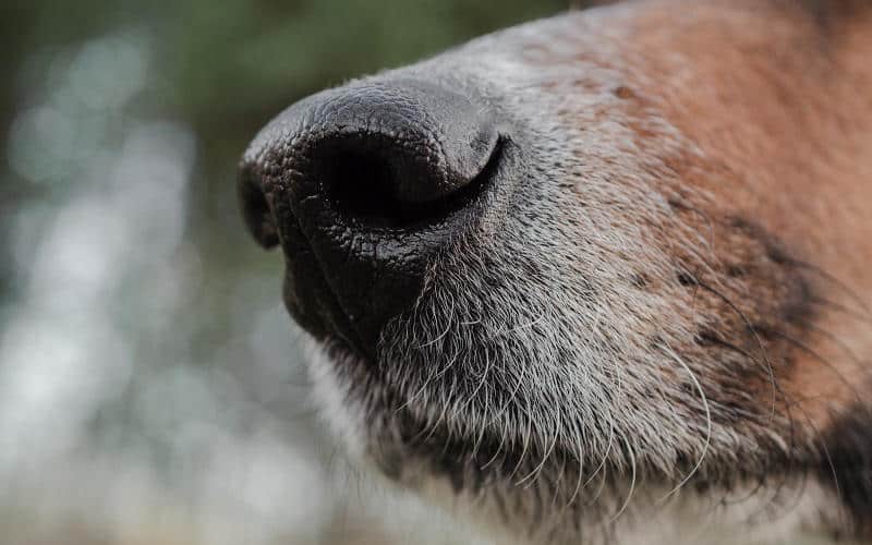 laufende nase beim hund krankheitszeichen oder vollig normal petlindo