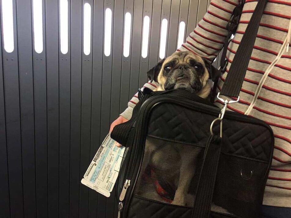 pug carrier backpack
