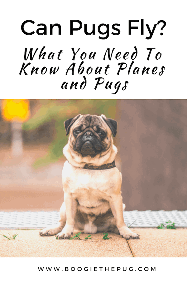 pugs on airplanes