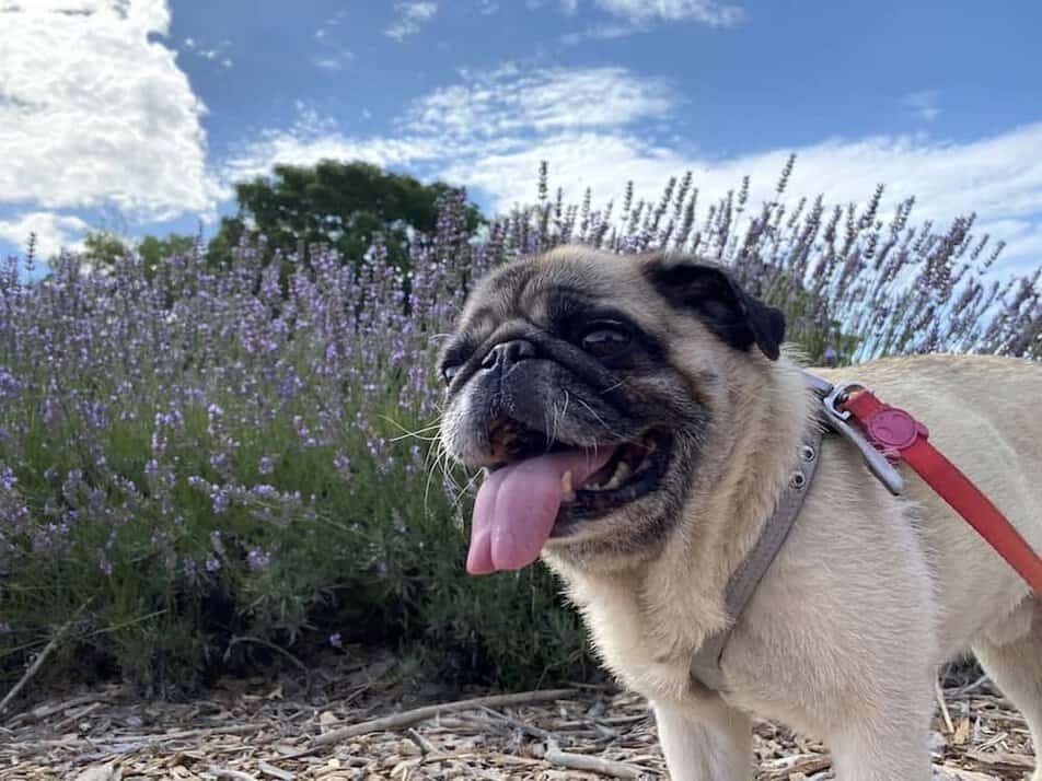 dog friendly day trips near me