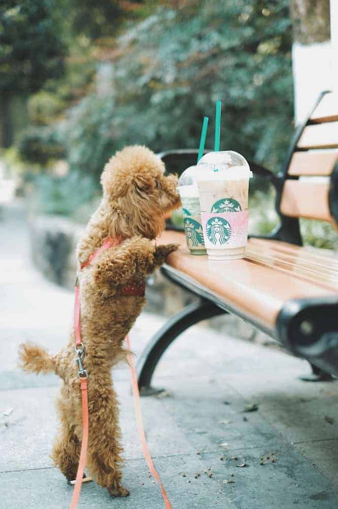 starbucks puppuccino canada