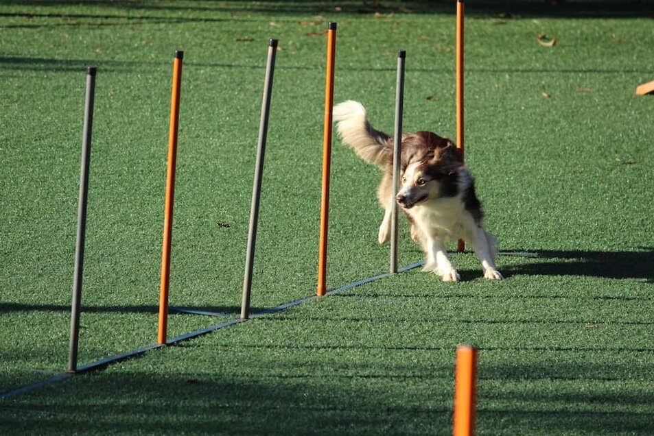 The Best Dog Agility Training Classes In Nyc