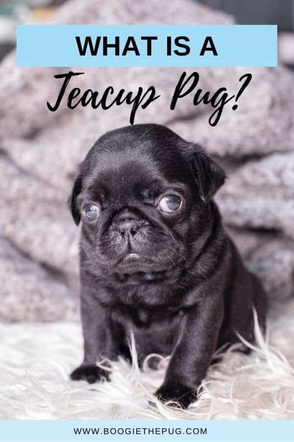 mini toy pug