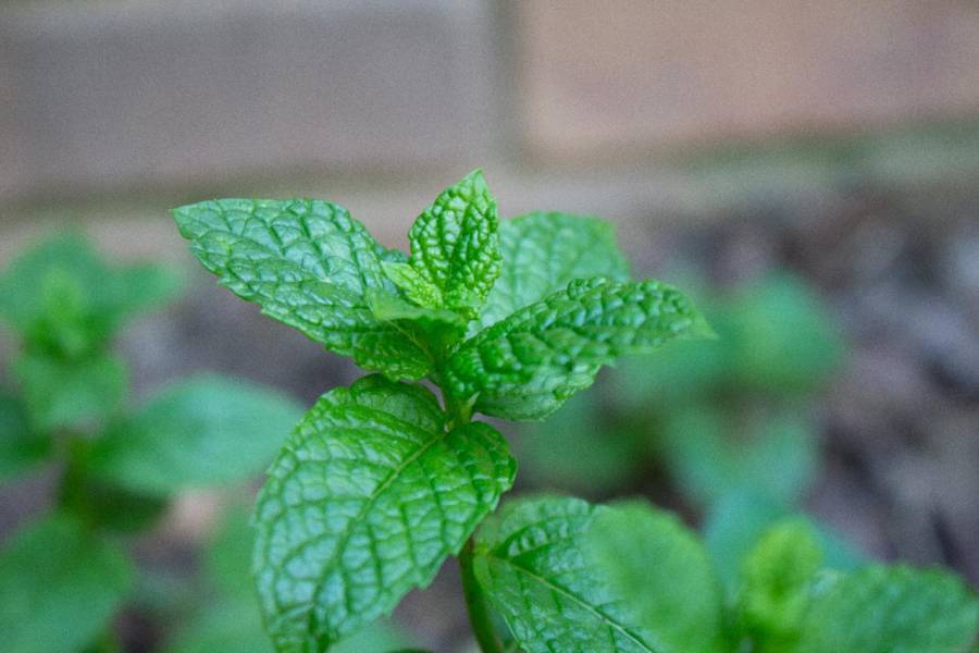 Why Are There White Spots On Mint Leaves Gardeningmentor