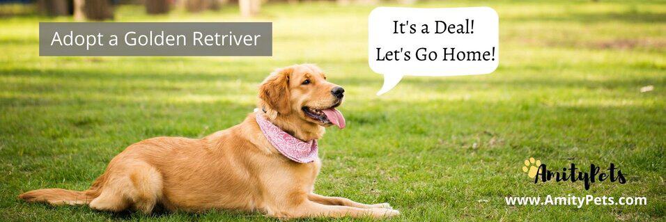 Golden Retriever Rescue Near Me Golden Retriever Rescues By State Amity Pets