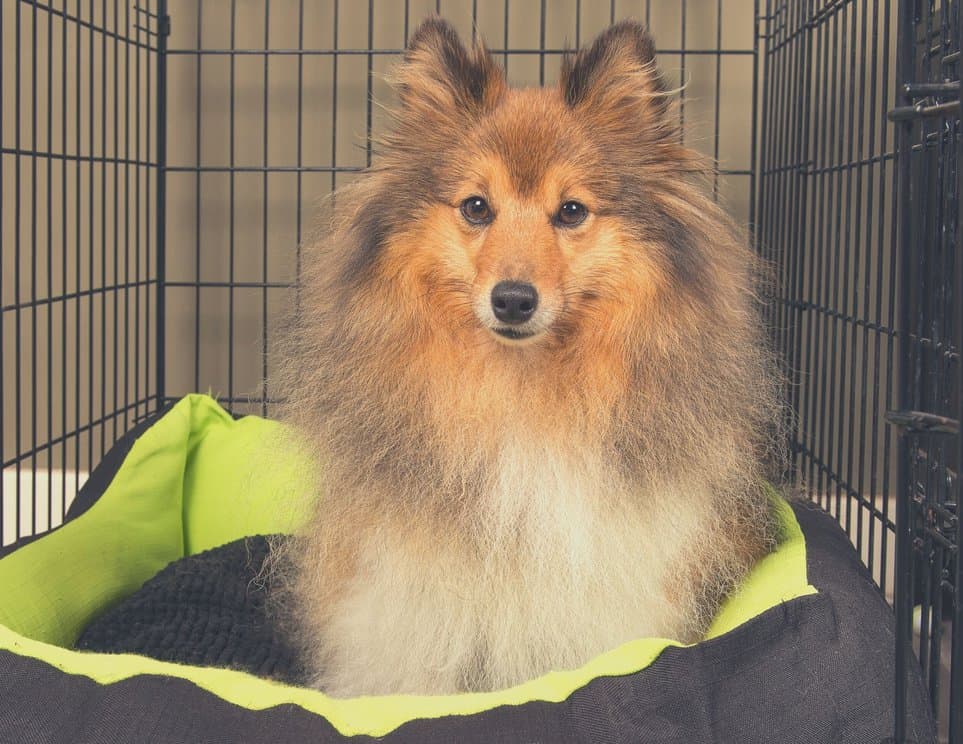 is-dog-crate-too-big