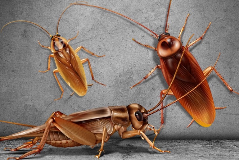 Bugs That Look Like Roaches But Aren T Cockroach Facts
