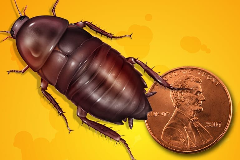 Smoky Brown Cockroach Periplaneta Fuliginosa Smocy Roach