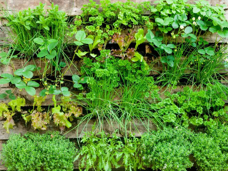 How To Make A Wooden Pallet Vertical Garden