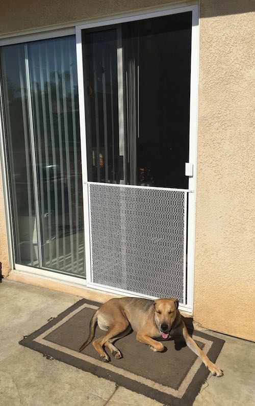 7 Best Dog Proof Screen Doors 2020 Update Friendly Screens 7 Best Dog Proof Screen Doors 2020 Update Friendly Screens