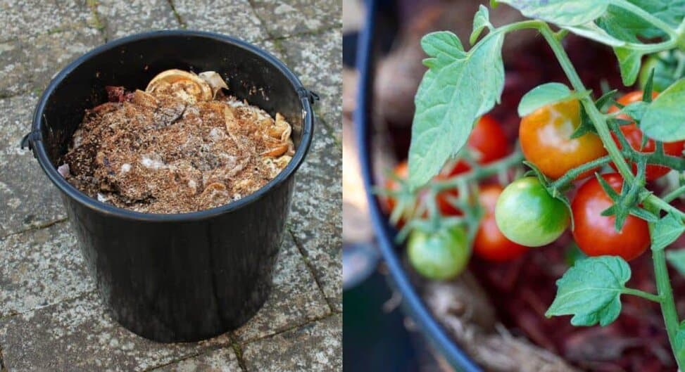 My Tomato Fertilizer Recipe Perfected Over 30 Years