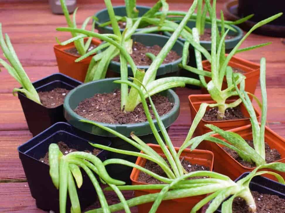 How To Propagate Aloe Vera By Transplanting Aloe Vera Pups
