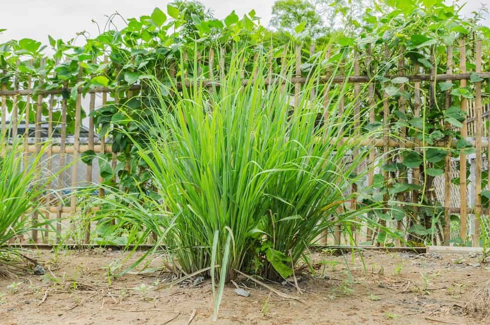 wallpapers Plants That Deter Bugs And Rodents 7 plants that naturally repel pests and
