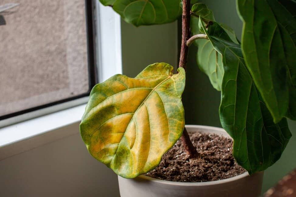 How To Spot And Treat Root Rot In Houseplants