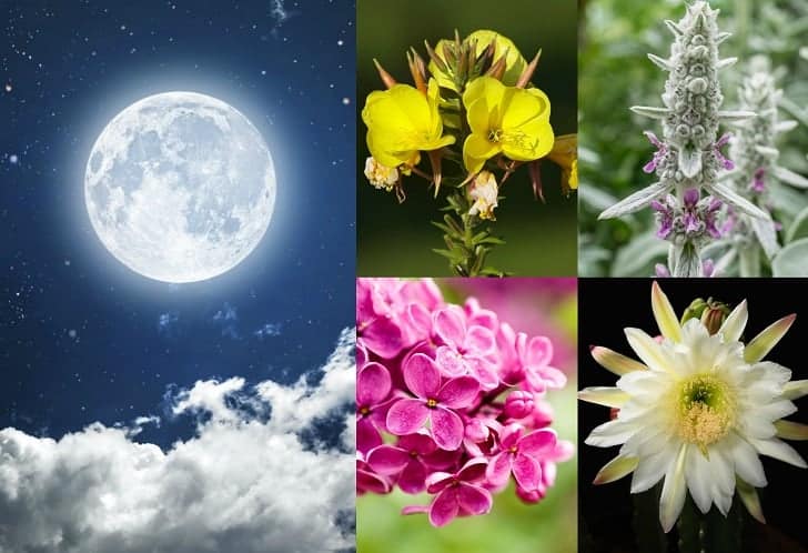 just eat moonlight