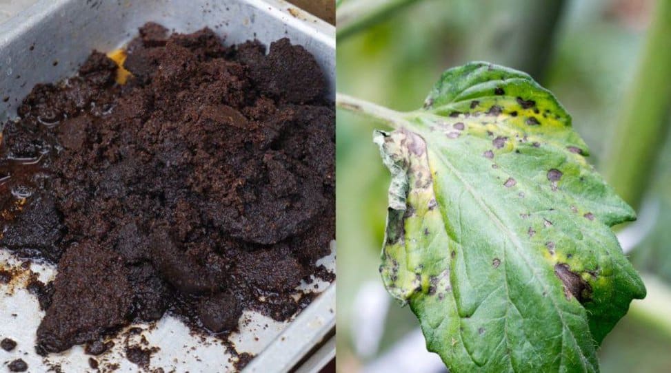 5 Reasons To Never Use Coffee Grounds In Your Garden