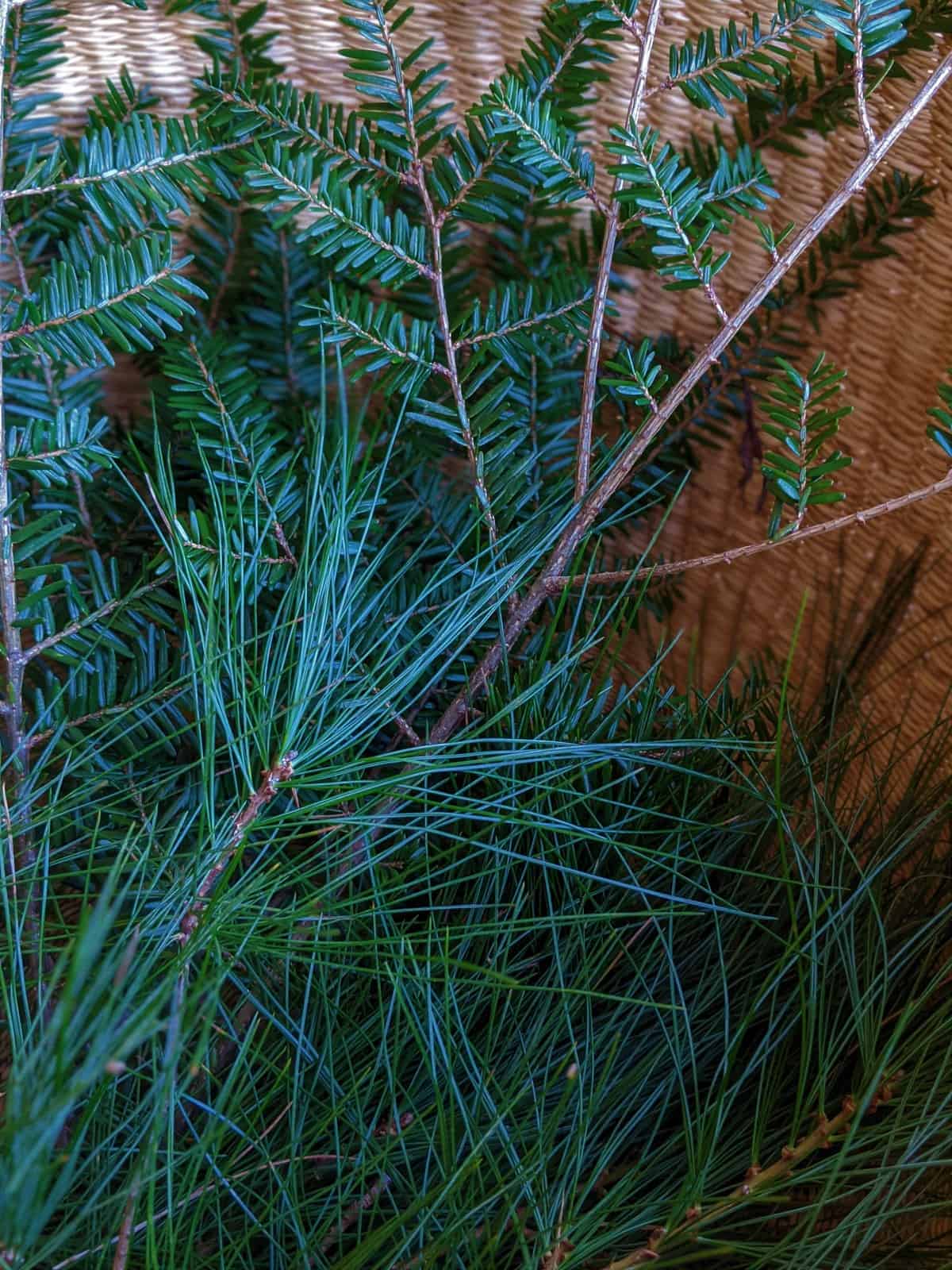 22 Impressive Pine Needle Uses You D Never Have Thought Of