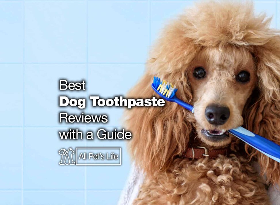 best rated dog toothpaste