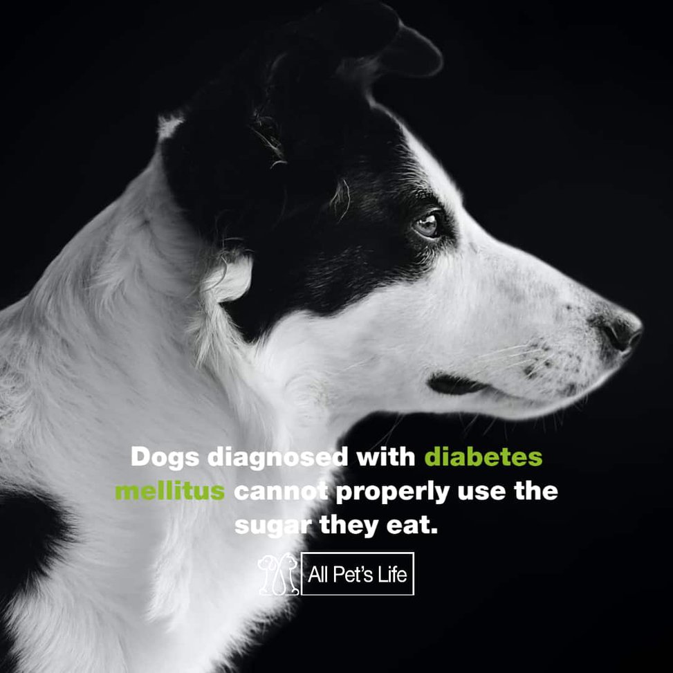 ella's diabetic dog treats