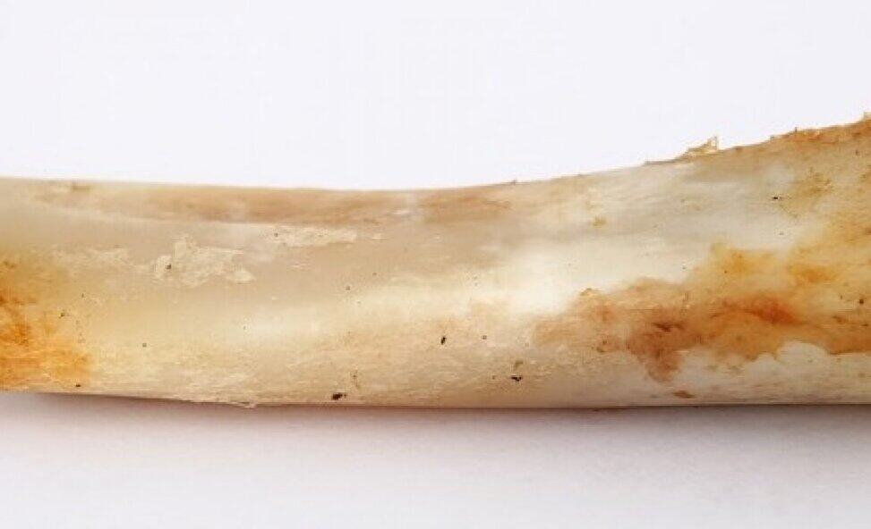 Can Dogs Digest Bones Don T Toss Your Dog A Bone Without Reading
