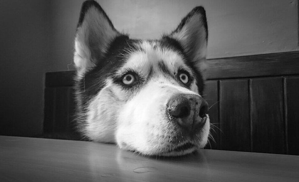 5 Best Dog Food For Huskies Fuel For Winter Wanderers