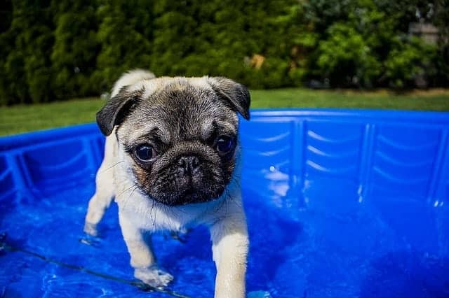How To Teach Your Dog To Like Water Without Scaring Her