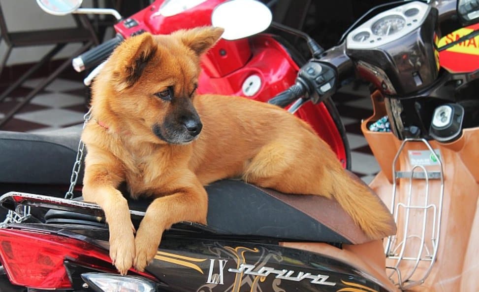 bike pannier dog carrier