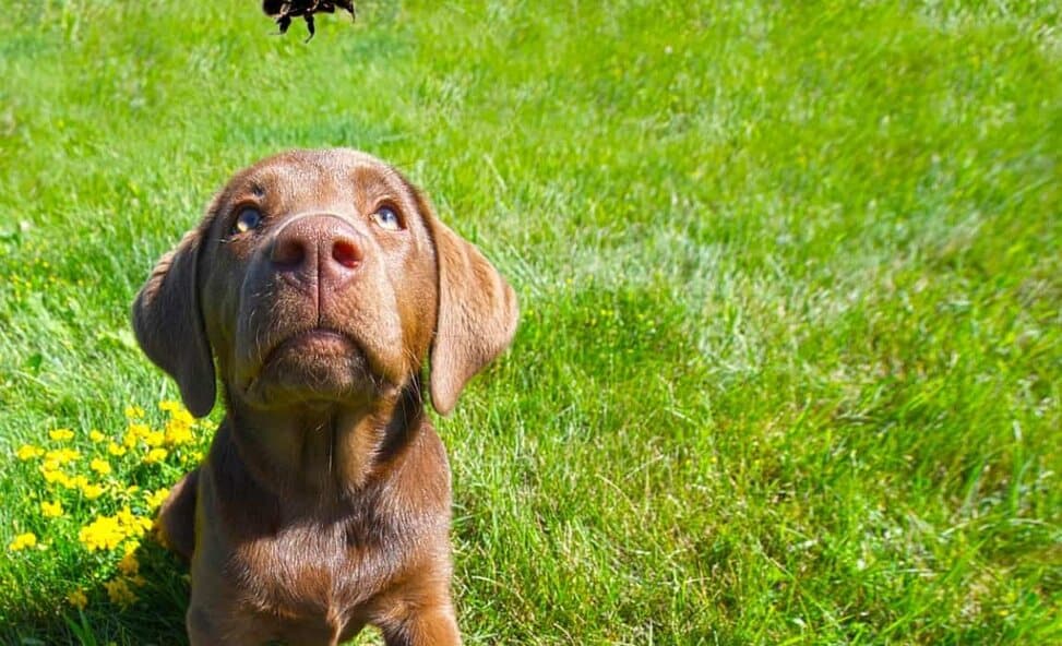 Help My Dog Ate A Bee What Should I Do Now