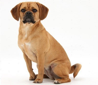 16 Pug Mixes Perfect Pug Mixes Breeds You Can T Resist