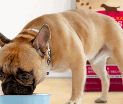 What Is The Healthiest Dog Food Ingredients Top Brands