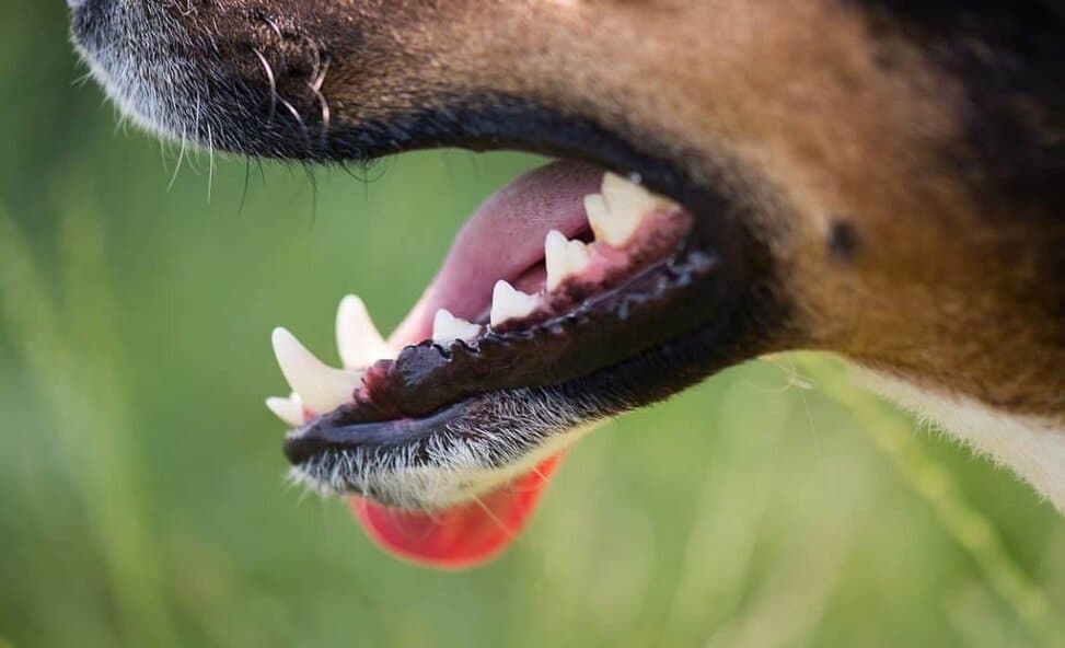 Why Do My Dog S Teeth Chatter Explaining What It Means What To Do
