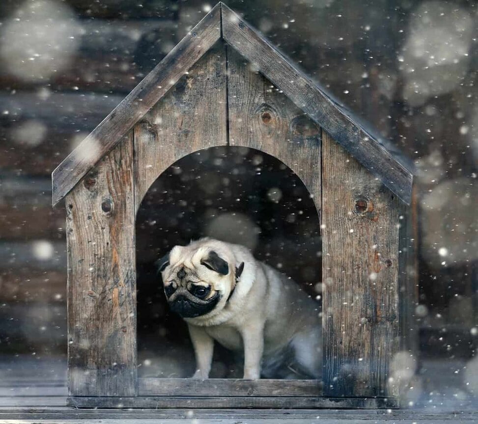 How Do I Stop My Dog From Barking All Night