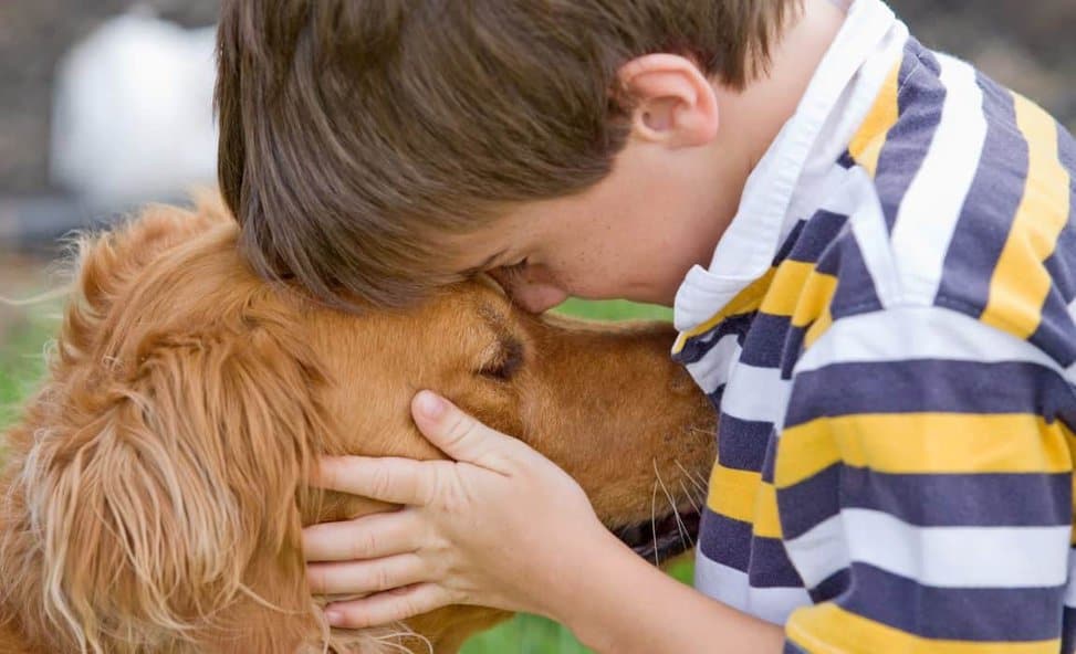 What Recourse Do I Have If A Dog Attacks Another Dog