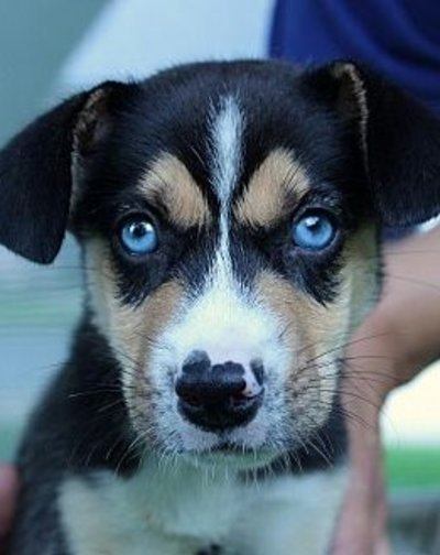 18 Awesome Beagle Mixes Hearty Healthy Mixed Breed Hounds