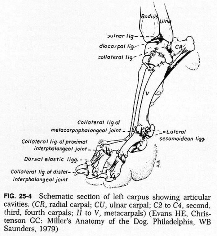 Is It Possible To Declaw A Dog Yes But You Shouldn T Here S Why